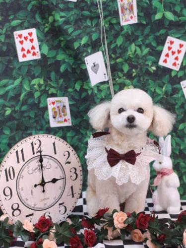 20250415ポコちゃん